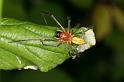 Cheiracanthium_erraticum_D5004_Z_91_Les Gris_Frankrijk